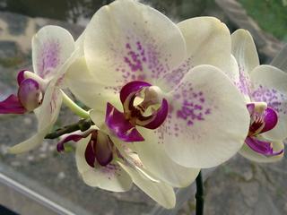 orchid